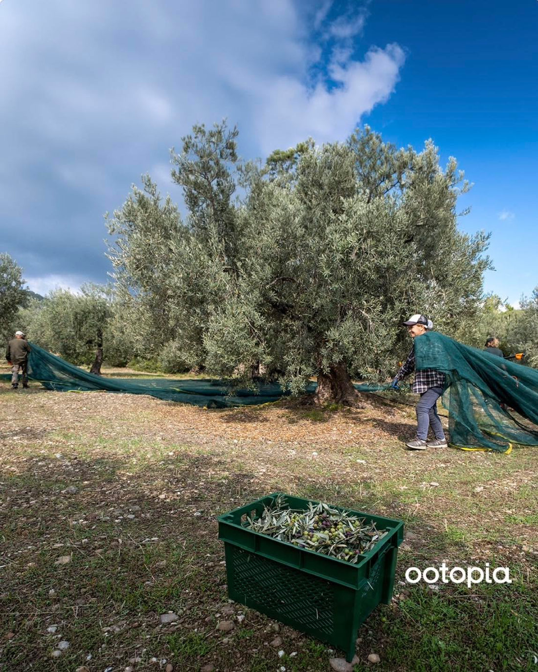 From the Groves of Greece to the World Stage: Ootopia’s Breakthrough Year